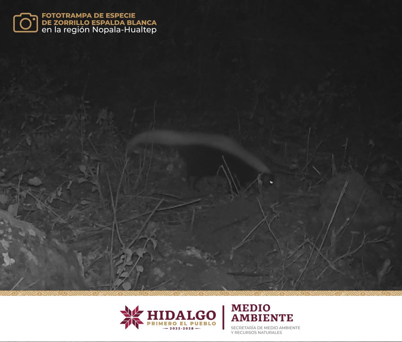 Presenta Semarnath Hidalgo avances en monitoreo de fauna silvestre