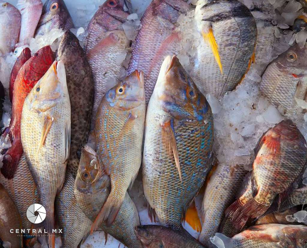 Recomendaciones al momento de comprar pescados y mariscos durante la Semana Santa