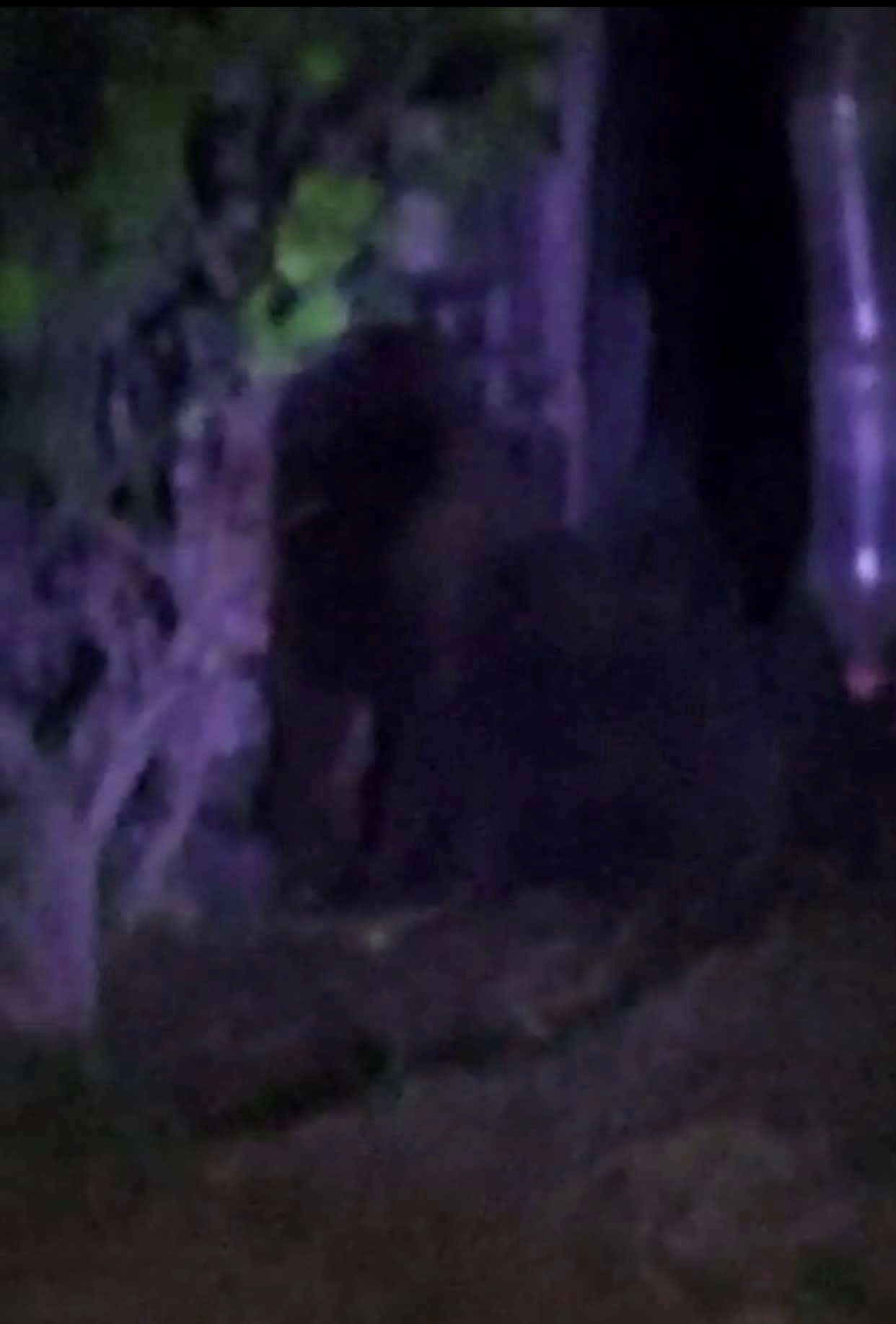 Buscan a gorila…en Hidalgo