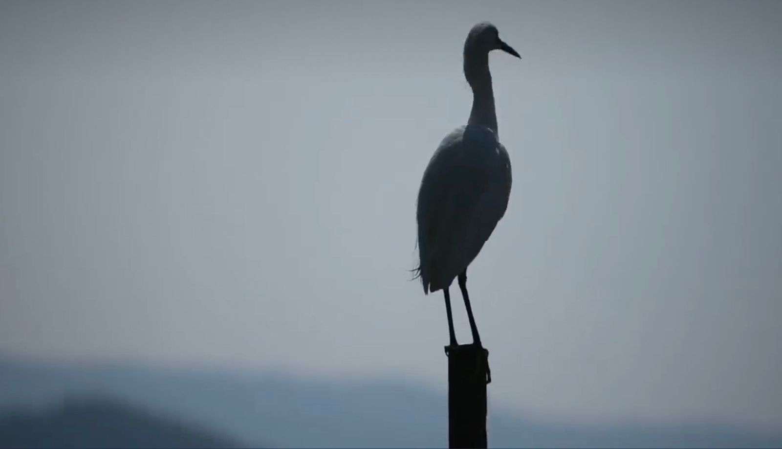 Día Mundial de las Aves Migratorias