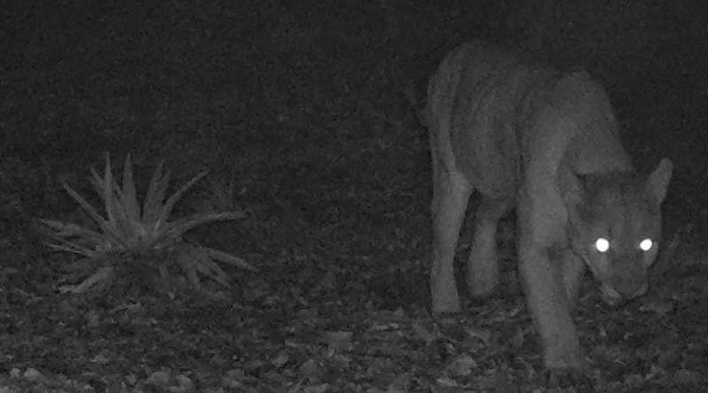 Con monitoreo de fauna silvestre en Actopan, se vigila equilibrio ecosistémico