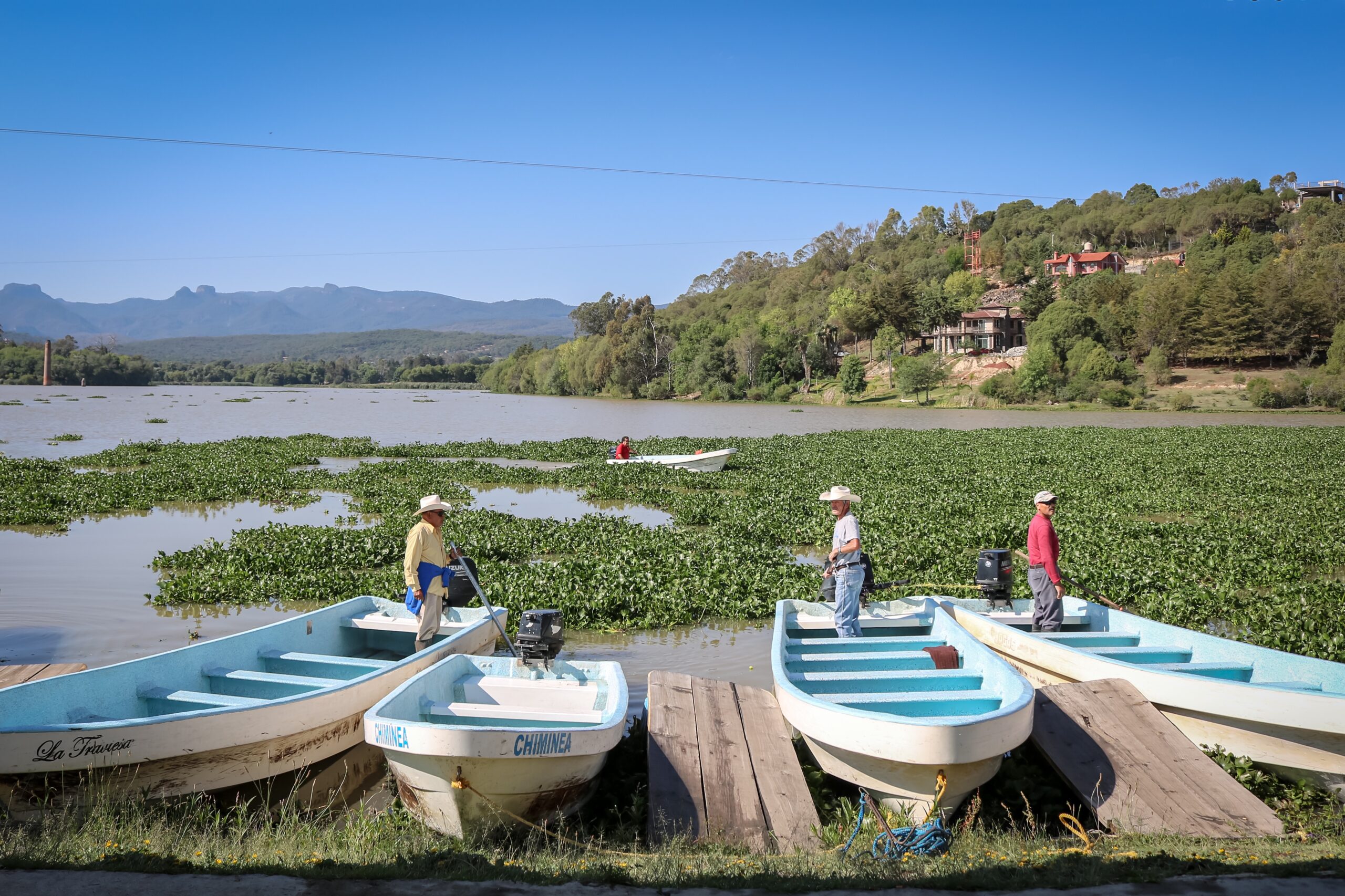 Retiran lirio acuático de presa San Antonio Regla, en Huasca