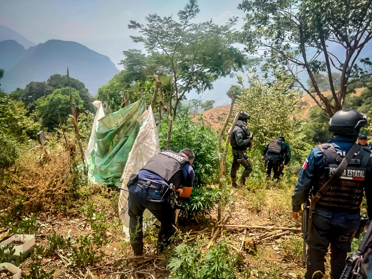 SSPH asegura plantío de mariguana en Hidalgo