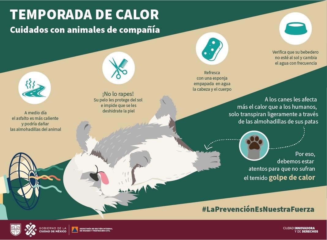 Ola de calor: recomendaciones para proteger a nuestras mascotas