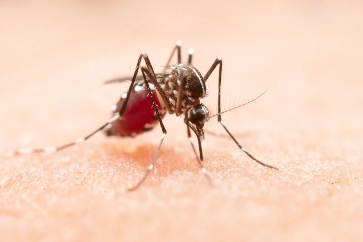 Se presentan seis casos de dengue en Hidalgo