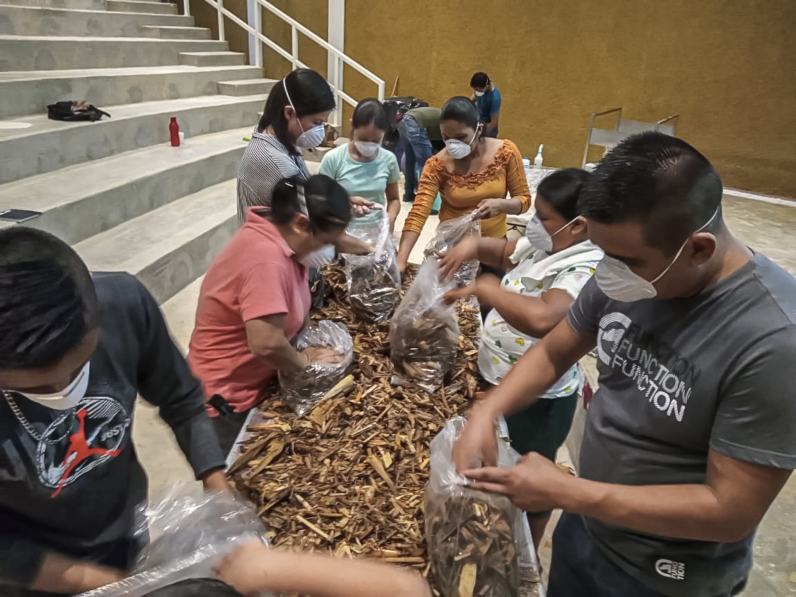 Taller de cultivo y manejo de hongos setas en la Huasteca