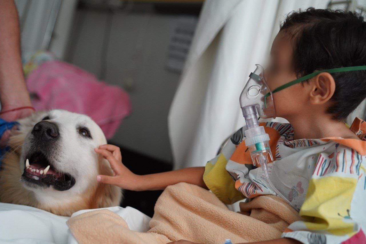 Terapia Canina, la revolución para mejorar el estado de pacientes en el Hospital del Niño DIF