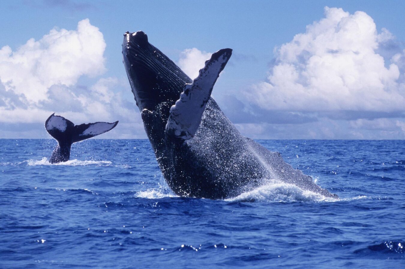 Continúa temporada de avistamiento de ballenas en México