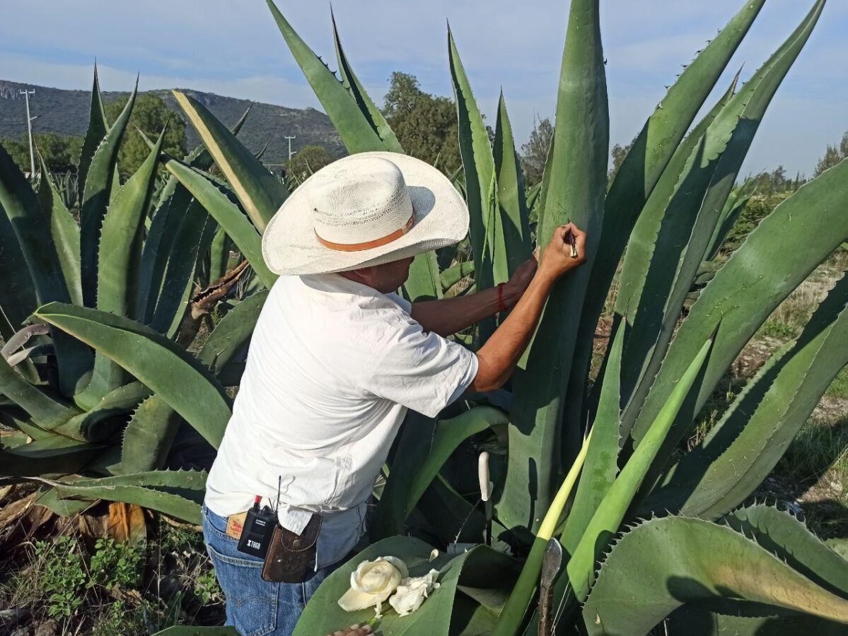 Hidalgo, principal productor de pulque en el país