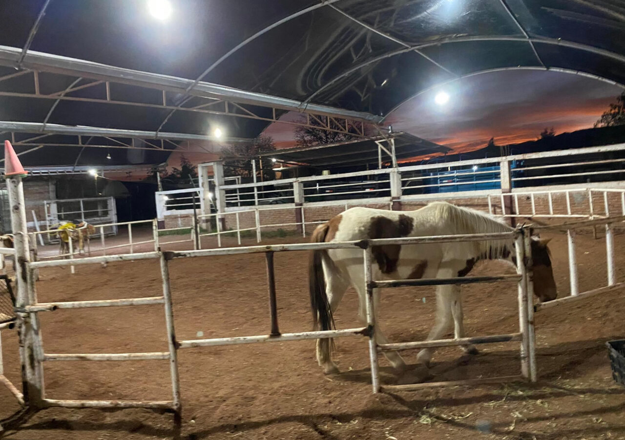 Curso de Verano en Tulancingo DIF-Horse Riders