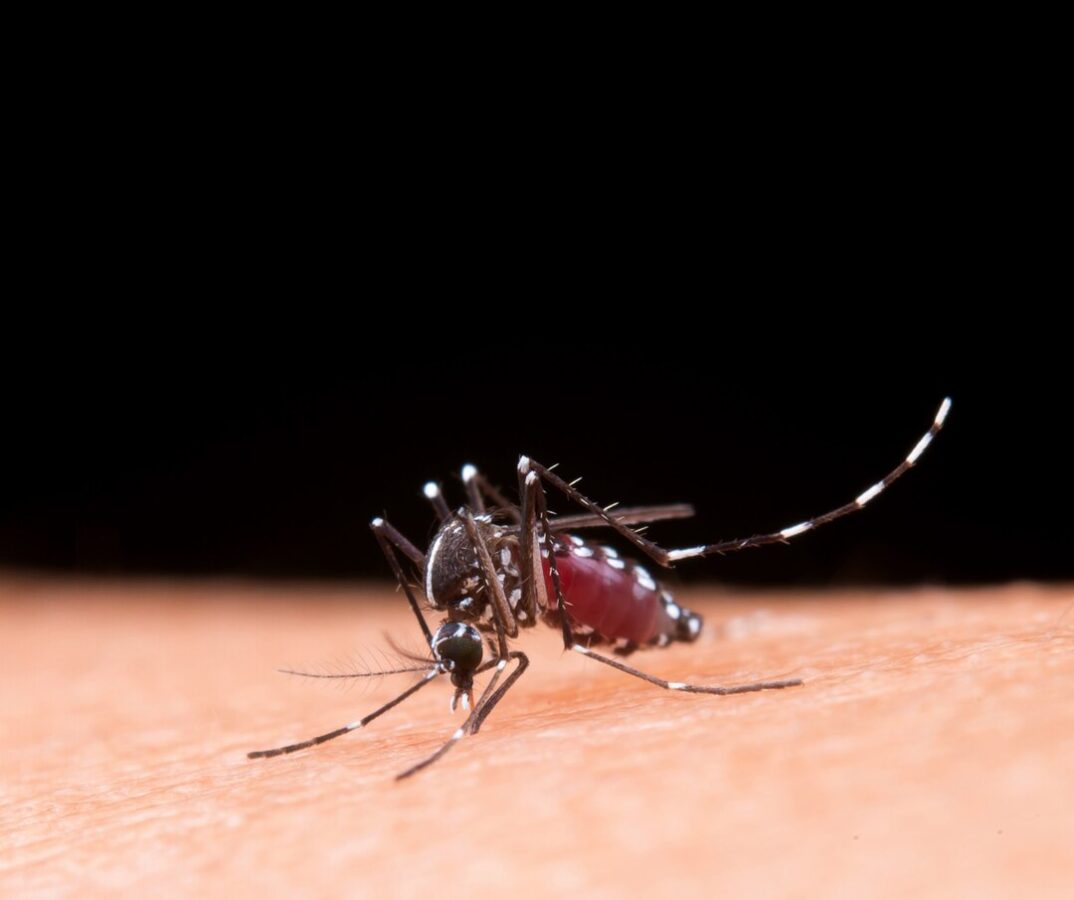 Conoce cómo prevenir el dengue y sus síntomas 