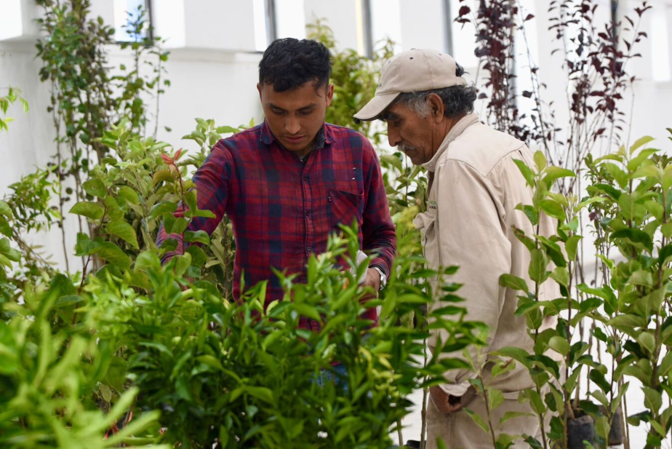 Entregan árboles frutales en Tula de Allende