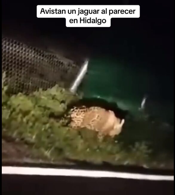 Avistamiento de Jaguar en la Huasteca Hidalguense