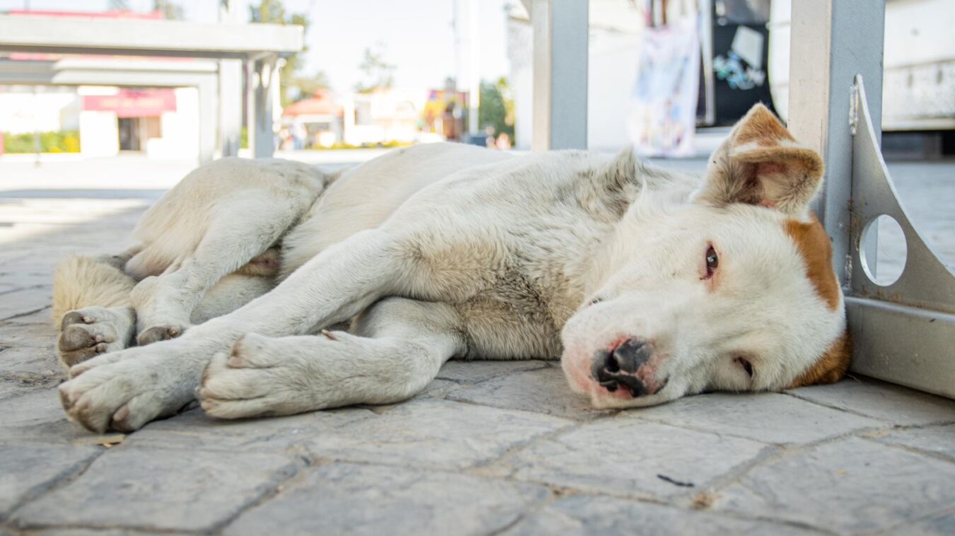 Alertan por veterinarios falsos en Mineral de la Reforma