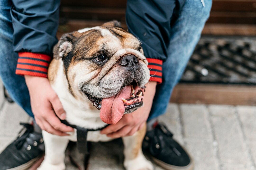 Lanzan desparasitante canino que protege contra pulgas 