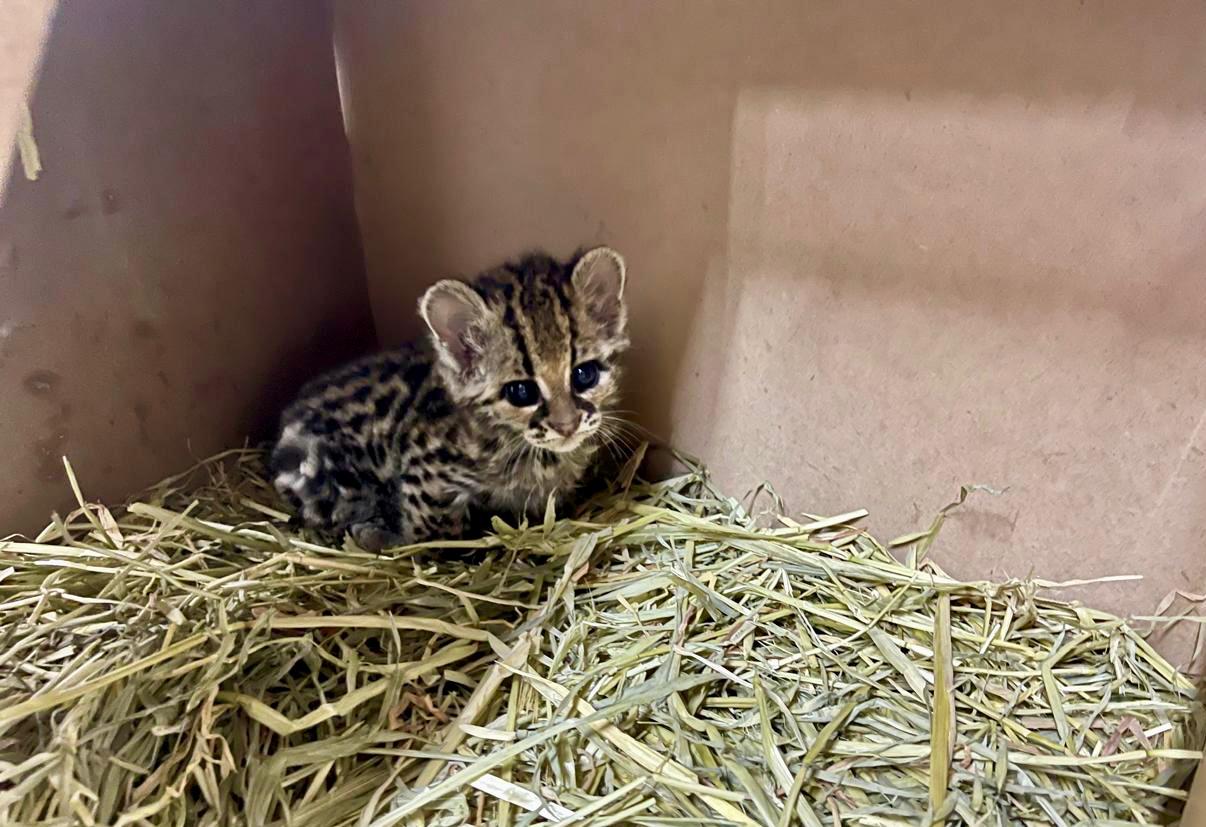 Continúa en observación tigrillo en la Unidad de Rehabilitación de la Fauna Silvestre en Pachuca