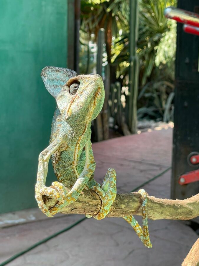 Atención a reptiles en la Unidad de Rehabilitación de Pachuca