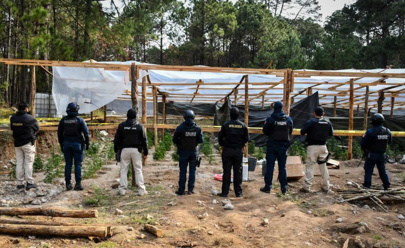 SSPH desmantela invernadero de marihuana en Omitlán de Juárez