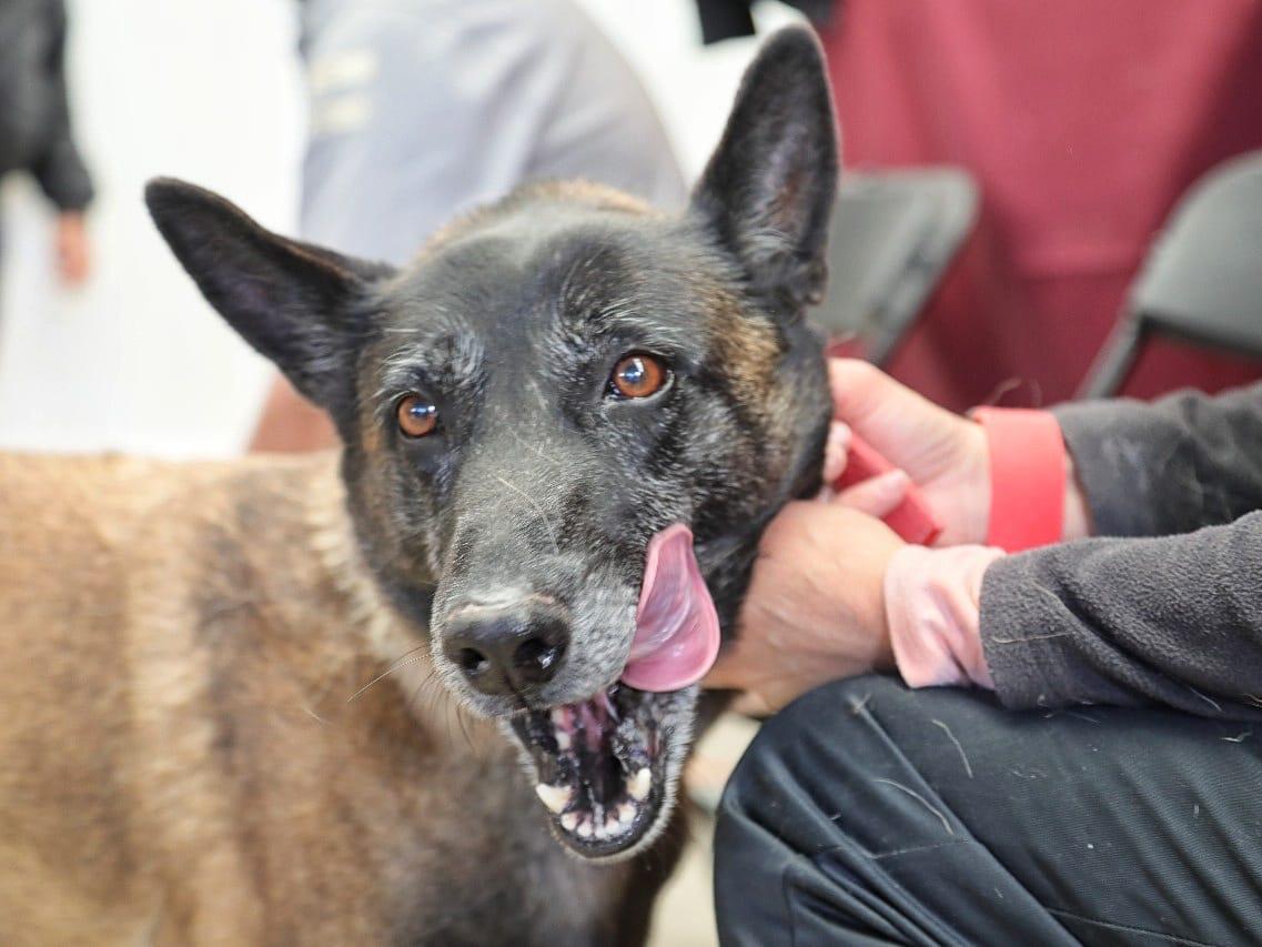 Nueva jornada de esterilización para caninos y felinos en Pachuca