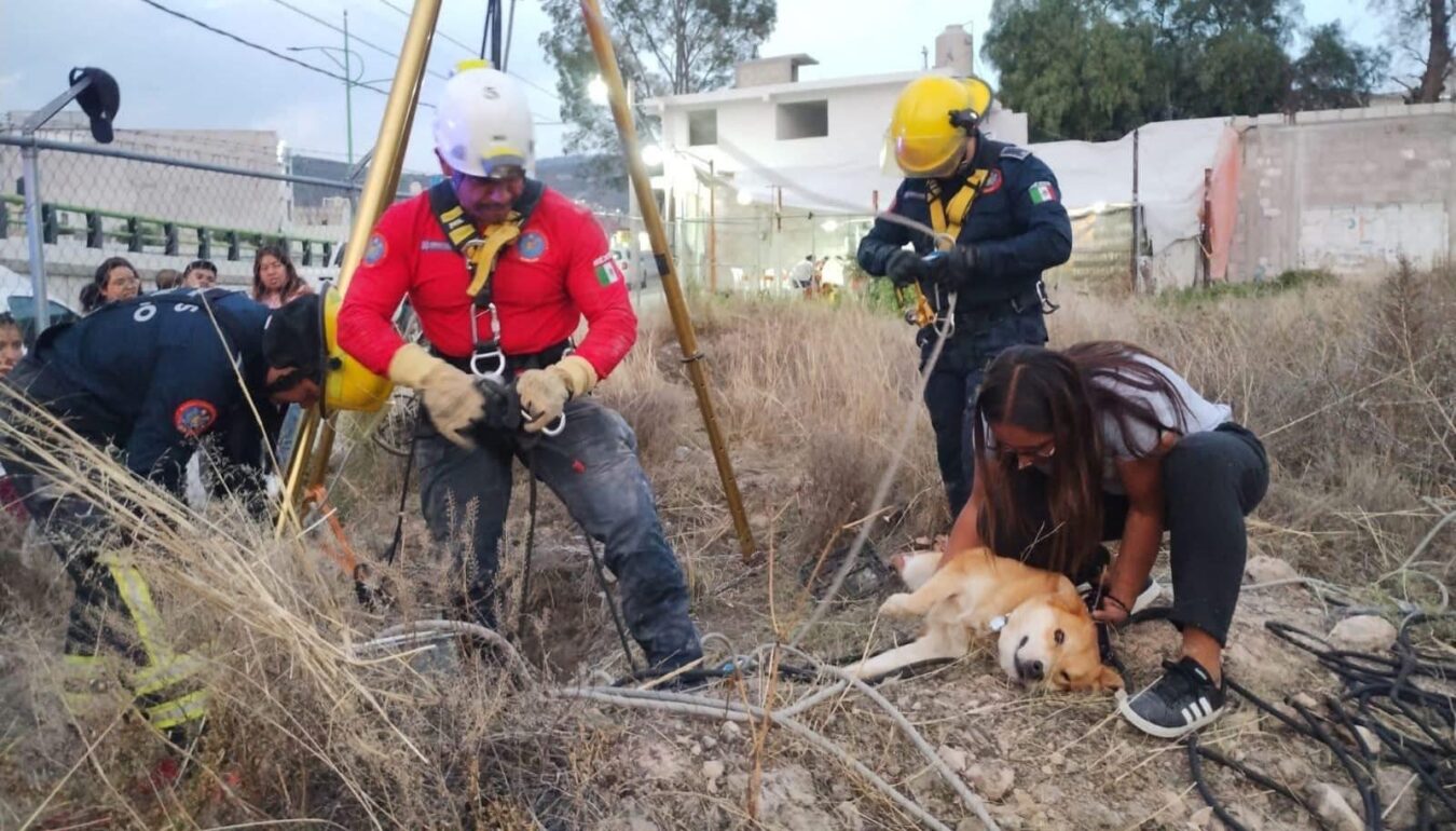 Bomberos rescatan a perrito en Mineral de la Reforma.