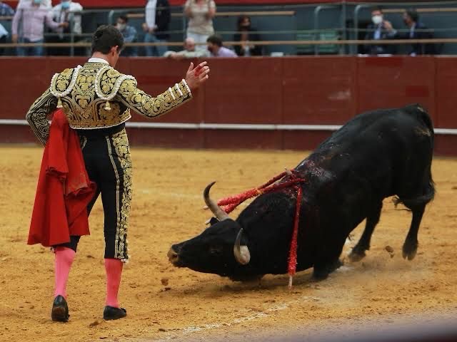 En marcha,  prohibición de corridas de toros en Hidalgo.