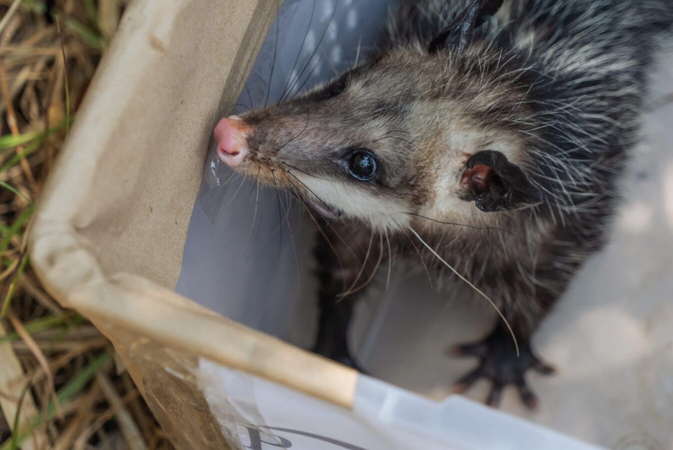 Reintroducen animales a su hábitat en Pachuca
