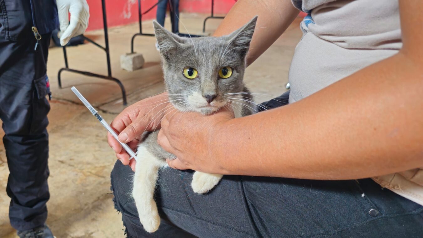 Realiza Omitlán Segunda Jornada de Esterilización Canina y Felina