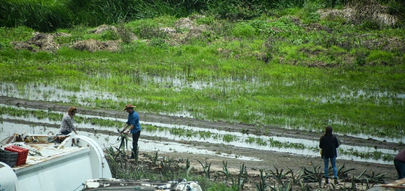 Lluvias afectan a productores de Tulancingo