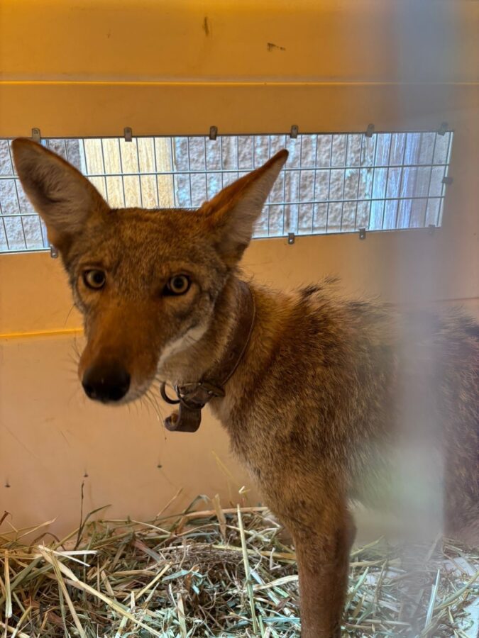 Trasladan a coyote silvestre a la Unidad de Rehabilitación de Fauna de Pachuca