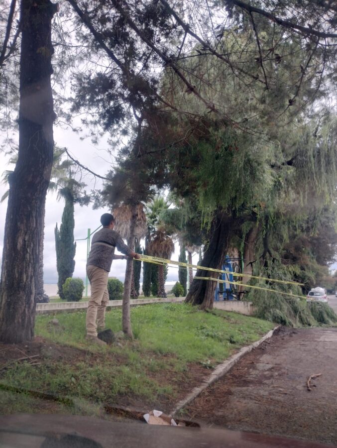 Atiende gobierno de Tulancingo afectación en arbolado por lluvias recientes