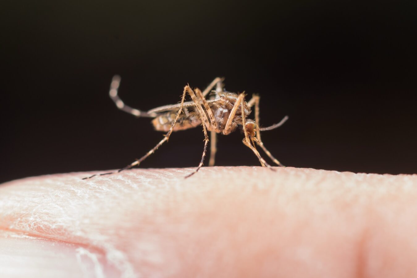 Intensificarán medidas contra el dengue