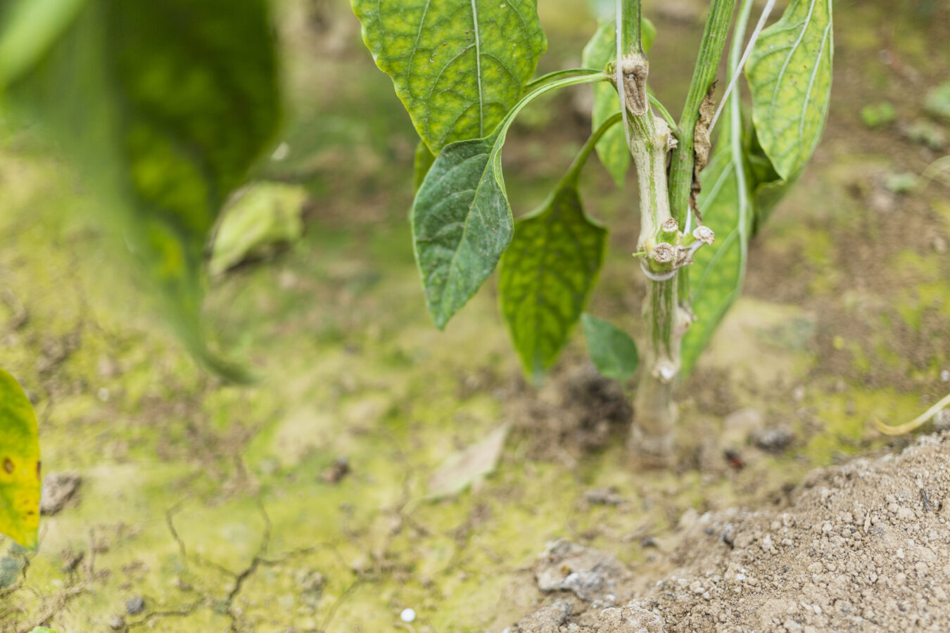 Afectan lluvias a productores de frijol de San Agustín Metzquititlán