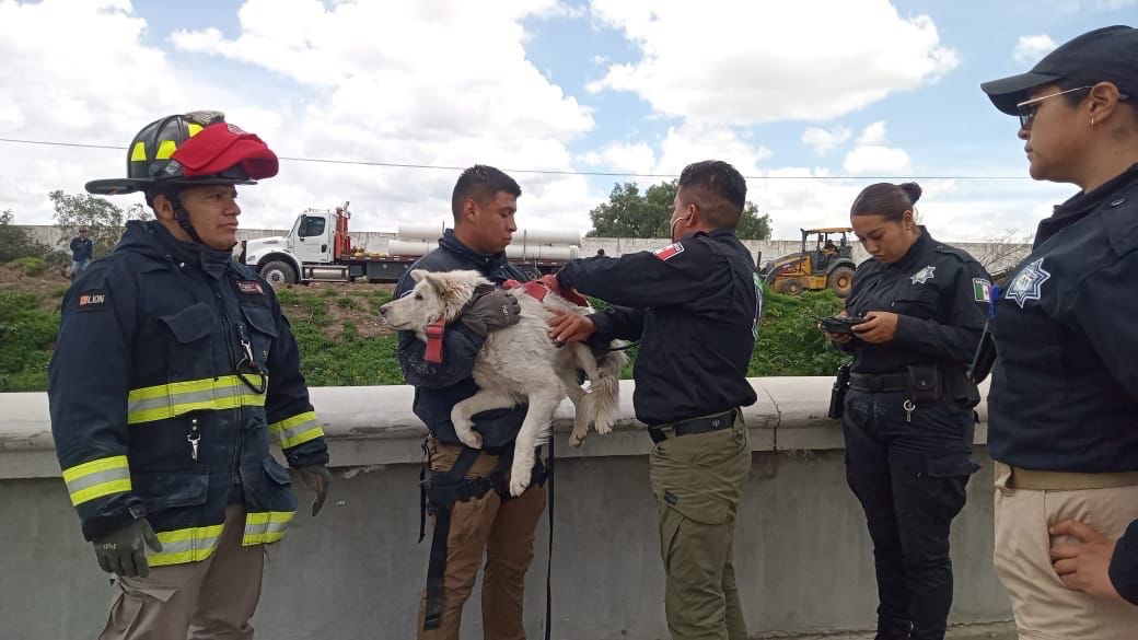 Rescatan a perrito de tubería de aguas residuales