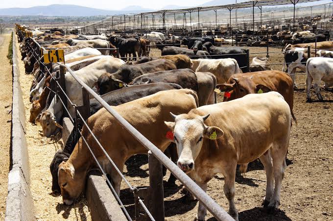 Cierra Estados Unidos frontera al ganado mexicano