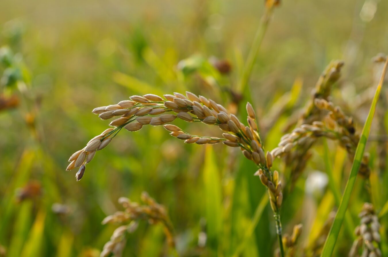 Programas de Bienestar en favor del campo