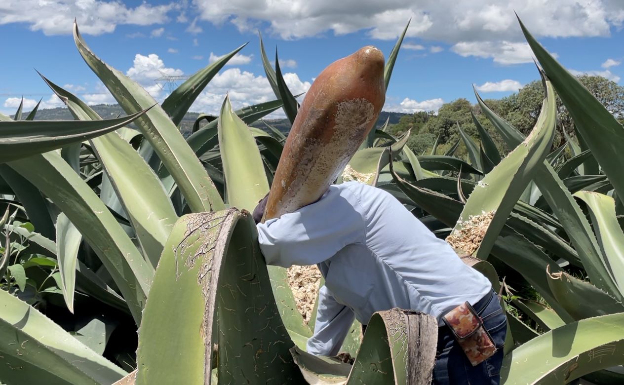 Hidalgo busca Indicación Geografía sobre pulque y  aguamiel.