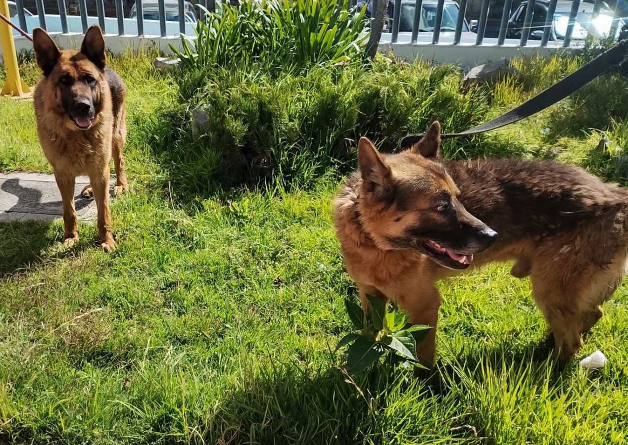 Resguarda y atiende CAIVM a caninos víctimas de agresión