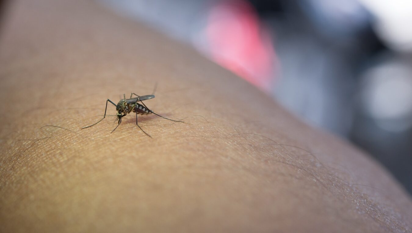 Llama IMSS Hidalgo a reforzar la prevención del dengue 