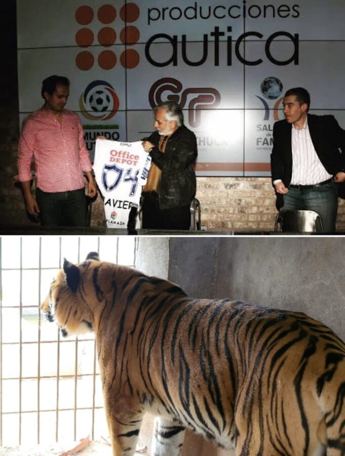 Dueños de felinos incautados, ligados a gobiernos del PRI