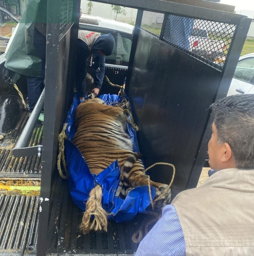 Resguarda parque zoológico de Tulancingo felinos decomisados en Pachuca