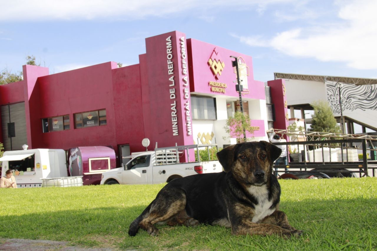 Mineral de la Reforma, primer municipio de Hidalgo con espacios Pet Friendly, al interior de la alcaldía
