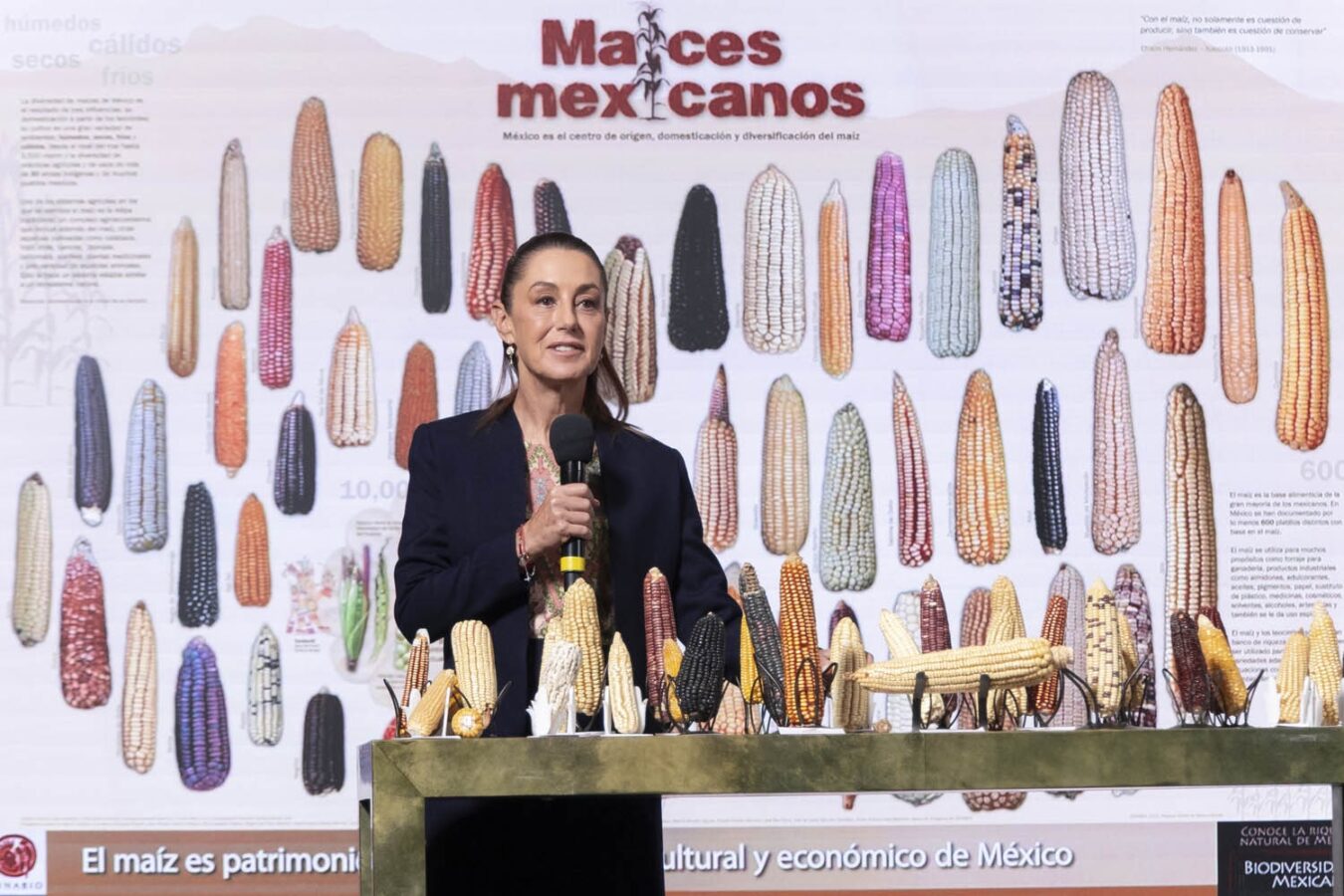 Maíz no es solo un alimento; es identidad, cultura: Semarnat 
