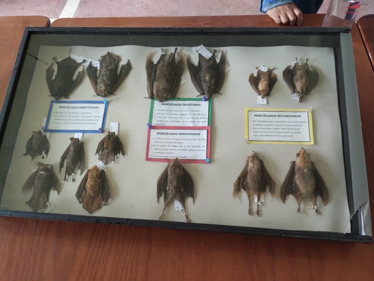 Murciélagos, responsables de polinización