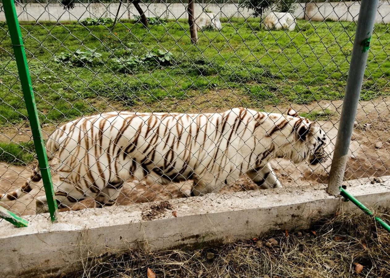 Por lluvias, escapa tigre de bengala de zoológico.