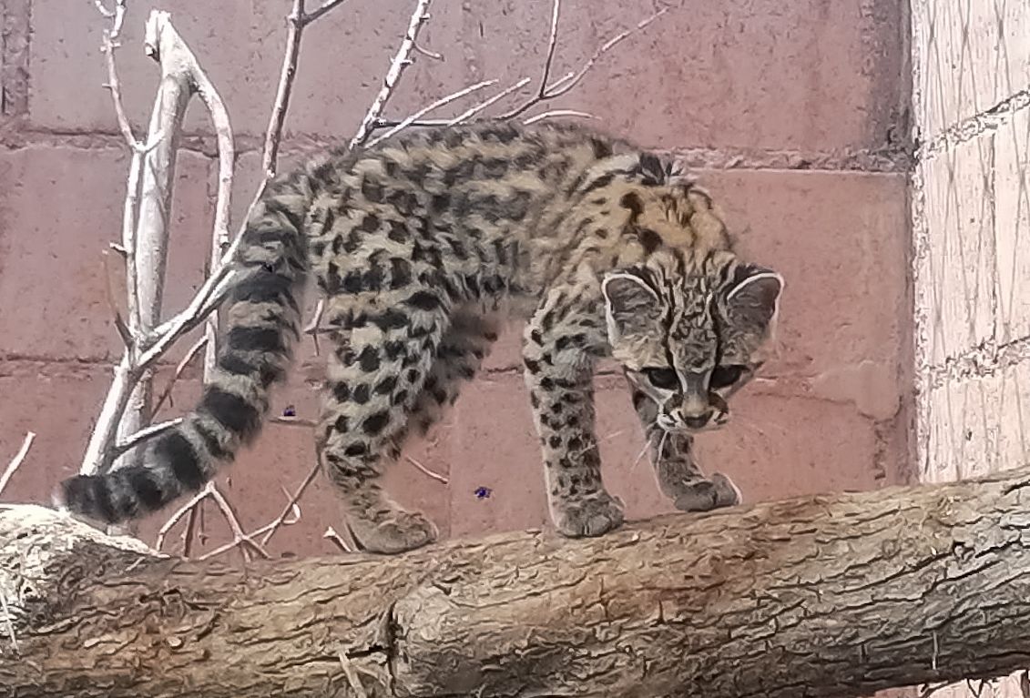 Liberará Unidad de Rehabilitación de Fauna Silvestre de Pachuca 22 ejemplares en su hábitat natural