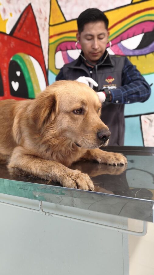 Atiende Gobierno de Mineral de la Reforma reporte de canino abandonado