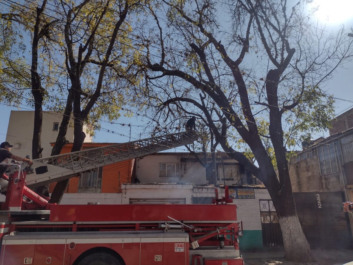 Acciones de mantenimiento al arbolado de la Calzada 5 de Mayo en Tulancingo