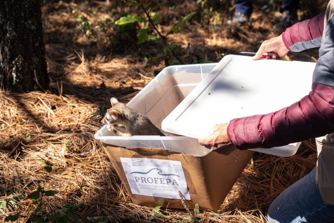 Pachuca libera fauna silvestre en “Las Navajas”