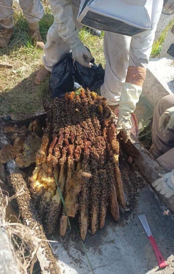 Capacitan a personal de Protección Civil de Huasca en manejo de abejas en La Cañada