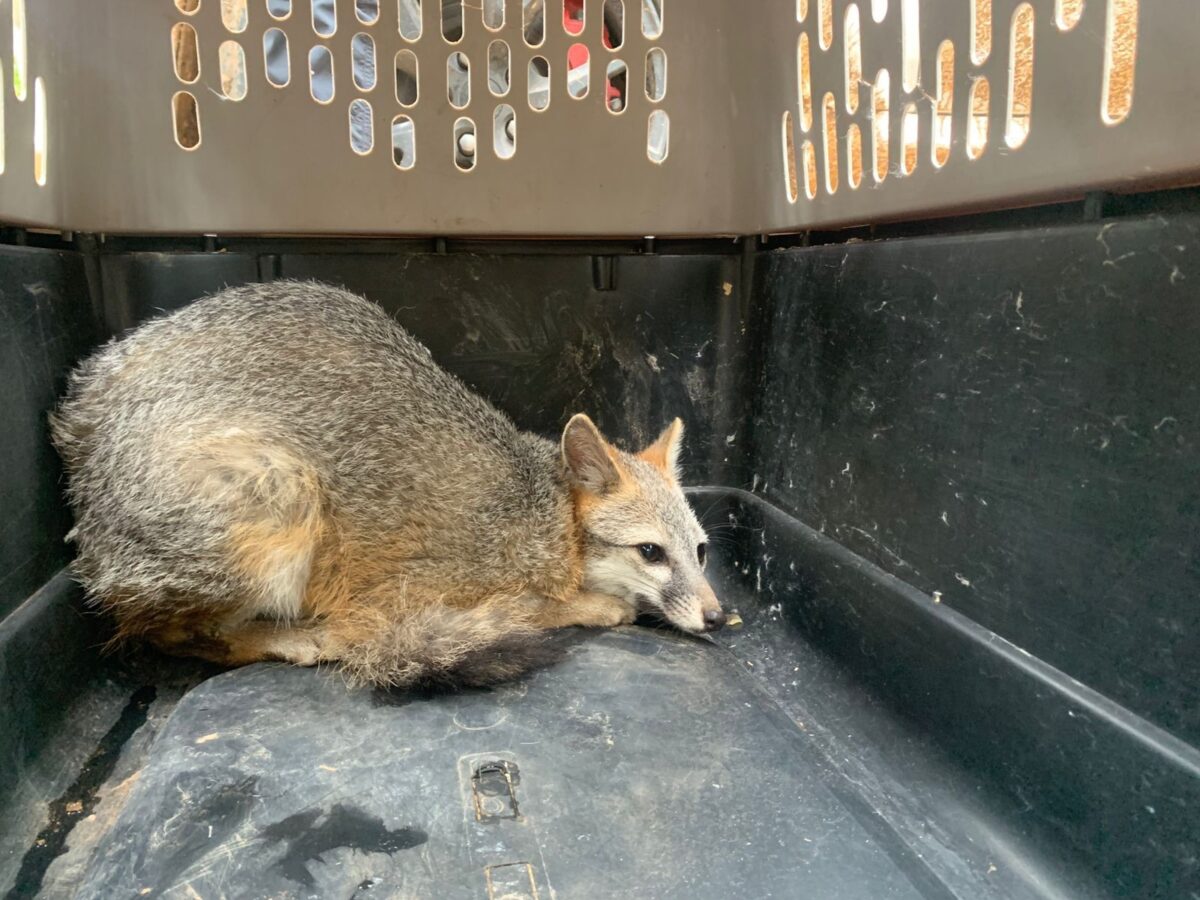 Libera Pachuca tigrillo y zorras grises en Parque Nacional Los Mármoles